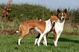 BASENJI 083